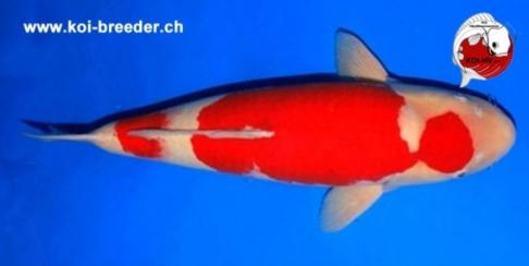 Koi-Karpfen - Kohaku - 73cm - 3.210,00 €