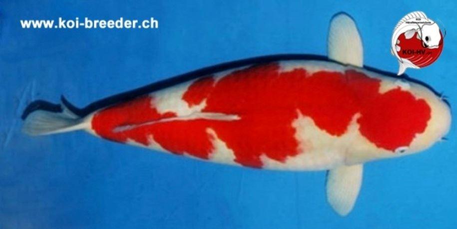 Koi-Karpfen - Kohaku - 76cm - 10.620,00 €