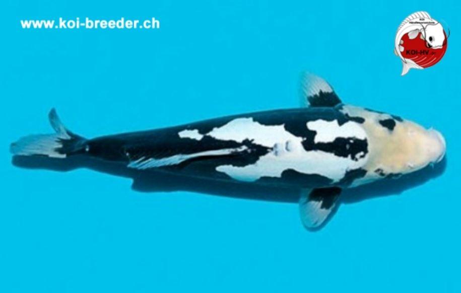 Koi-Karpfen - Kumonryu - 46cm - 1.885,00 €
