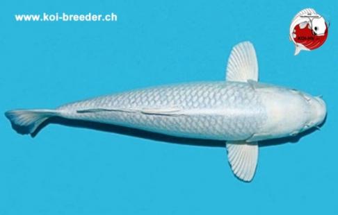Koi-Karpfen - Platinum Ogon - 45cm - 1.390,00 €