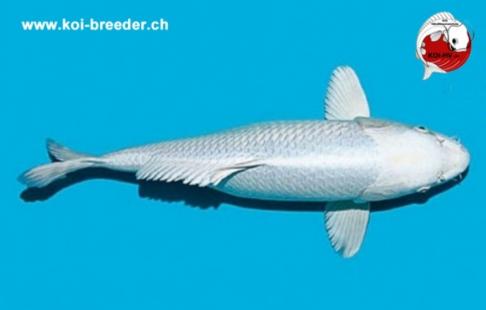 Koi-Karpfen - Platinum Ogon - 49cm - 1.145,00 €