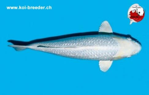 Koi-Karpfen - Platinum Ogon - 49cm - 733,00 €