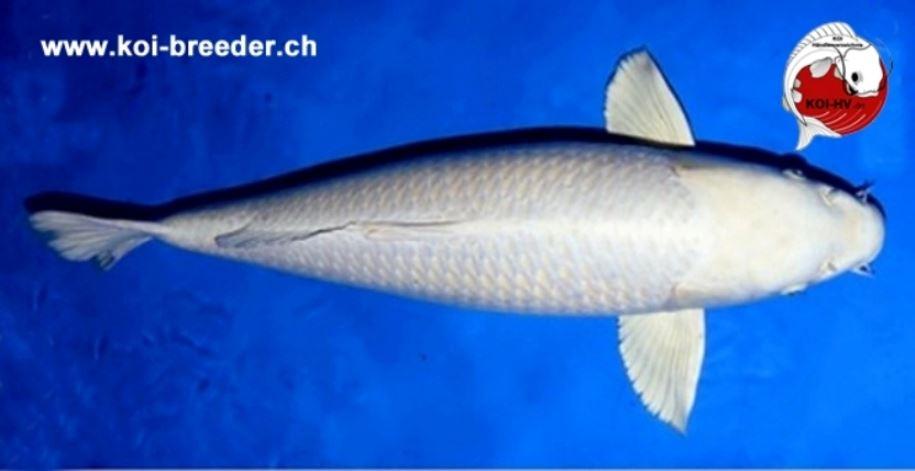 Koi-Karpfen - Platinum Ogon - 76cm - 6.500,00 €