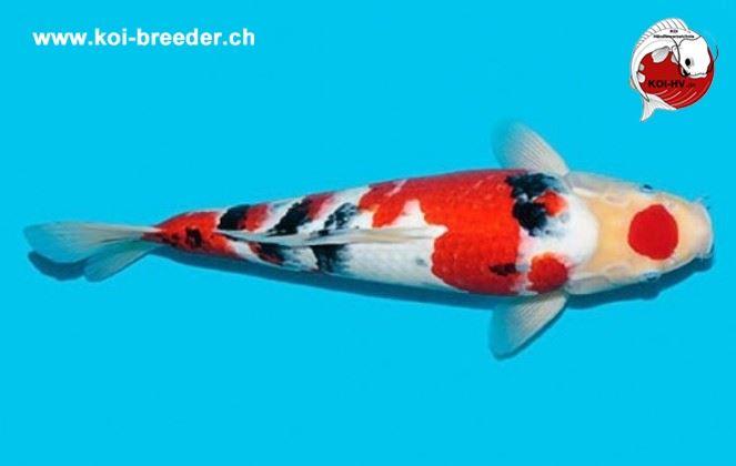Koi-Karpfen - Sanke - 45cm - kein Preis