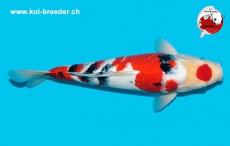 Koi-Karpfen - Sanke - 45cm - kein Preis