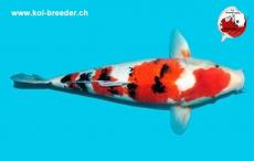 Koi-Karpfen - Sanke - 52 cm - kein Preis