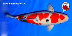 Koi-Karpfen - Sanke - 62cm - kein Preis