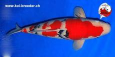 Koi-Karpfen - Sanke - 62cm - kein Preis