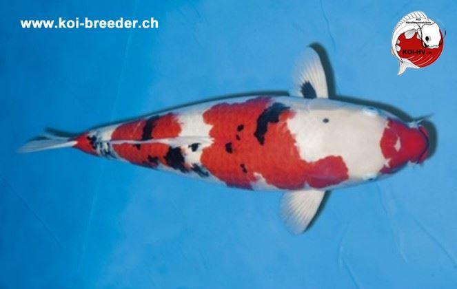 Koi-Karpfen - Sanke - 69cm - kein Preis