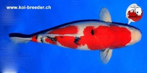 Koi-Karpfen - Sanke - 65cm - 1.890,00 €