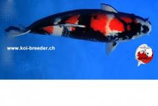 Koi-Karpfen - Showa - 64cm - kein Preis