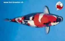 Koi-Karpfen - Showa - 74cm - kein Preis