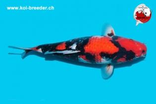 Koi-Karpfen - Showa - 44cm - 733,00 €