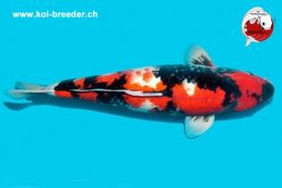 Koi-Karpfen - Showa - 48cm - 1.555,00 €