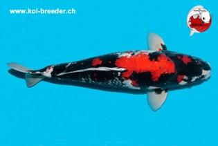 Koi-Karpfen - Showa - 55cm - 1.390,00 €