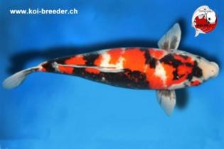 Koi-Karpfen - Showa - 62cm - 3.457,00 €