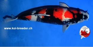 Koi-Karpfen - Showa - 64cm - 4.530,00 €