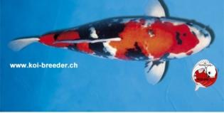 Koi-Karpfen - Showa - 64cm - 3.457,00 €