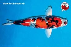 Koi-Karpfen - Ai Showa - 65cm - 3.700,00 €