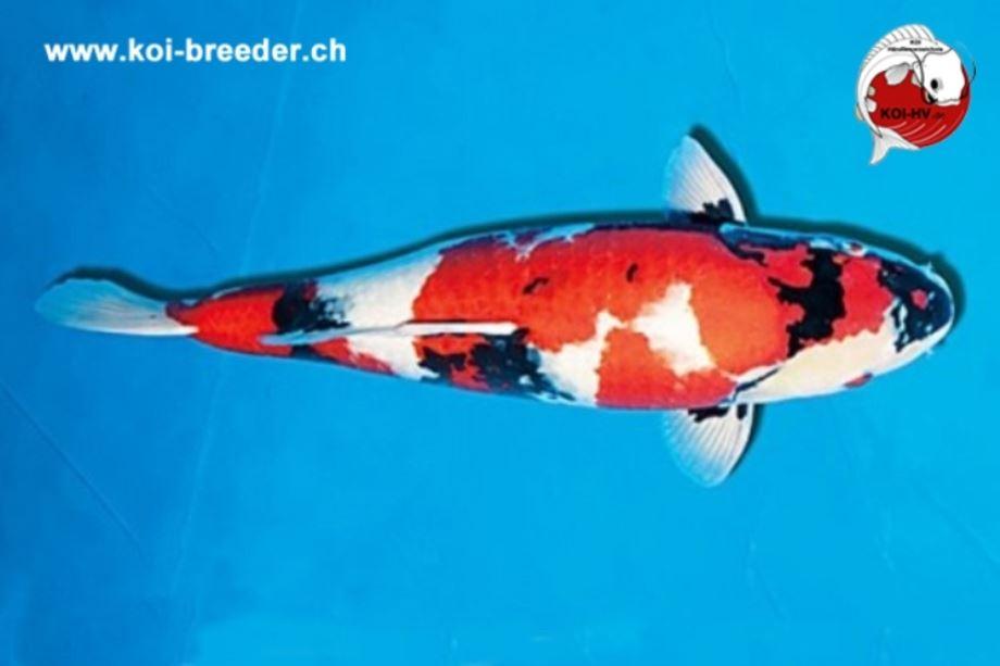Koi-Karpfen - Showa - 66cm - 5.599,00 €