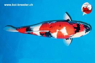 Koi-Karpfen - Showa - 66cm - 5.599,00 €