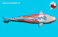 Koi-Karpfen - Shusui - 53cm - kein Preis