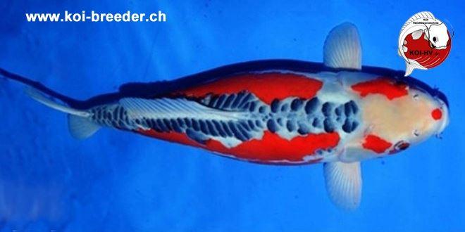 Koi-Karpfen - Shusui - 70cm - kein Preis