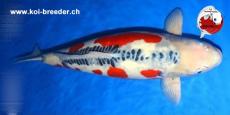 Koi-Karpfen - Shusui - 73cm - kein Preis