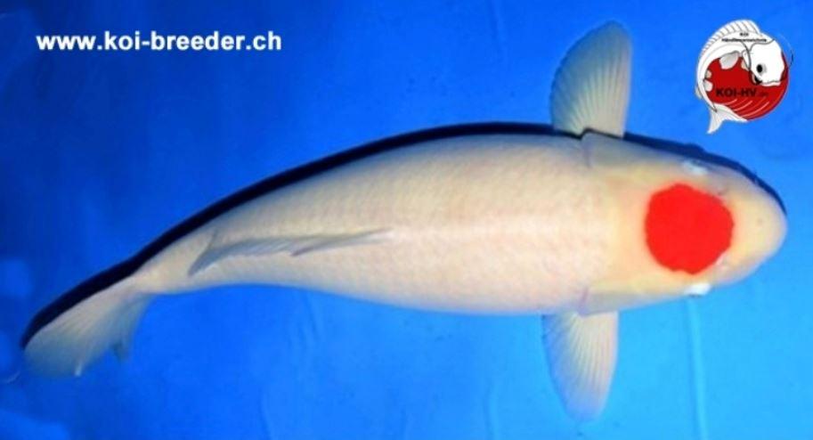 Koi-Karpfen - Tancho - 68cm - 4.530,00 €