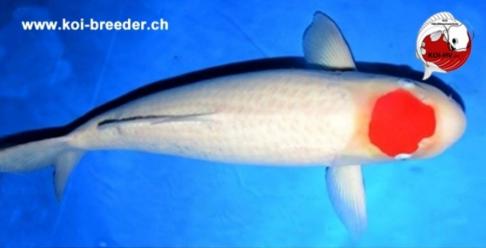 Koi-Karpfen - Tancho - 70cm - 4.030,00 €
