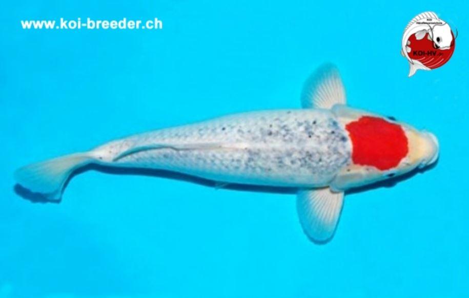 Koi-Karpfen - Tancho Goshiki - 42cm - 568,00 €