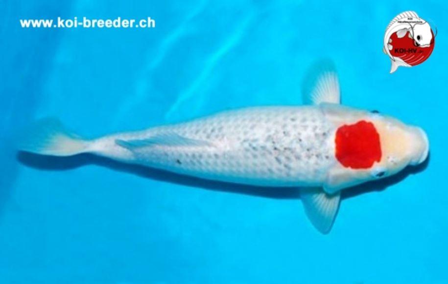 Koi-Karpfen - Tancho Goshiki - 45cm - 733,00 €