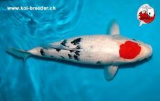 Koi-Karpfen - Tancho Sanke - 45cm - kein Preis