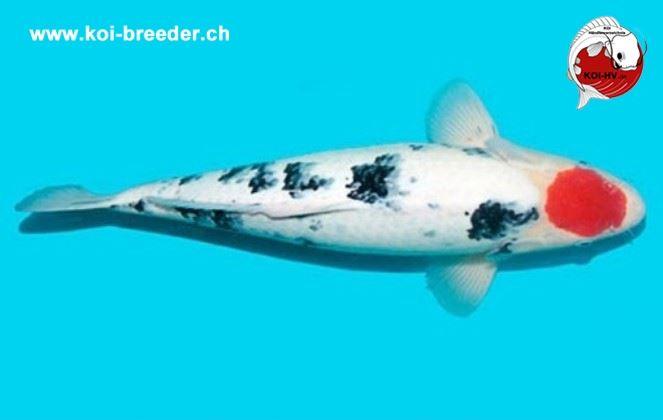 Koi-Karpfen - Tancho Sanke - 54 cm - kein Preis