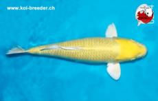 Koi-Karpfen - Yamabuki Ogon - 54cm - 1.555,00 €