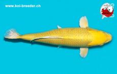 Koi-Karpfen - Yamabuki Ogon - 54cm - 1.880,00 €