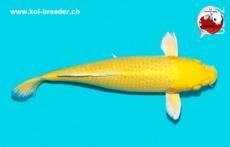 Koi-Karpfen - Yamabuki Ogon - 55cm 1.145,00 €