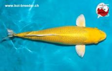 Koi-Karpfen - Yamabuki Ogon - 56cm -1.885,00 €