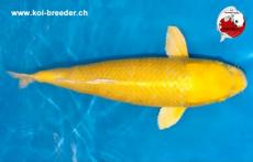 Koi-Karpfen - Yamabuki Ogon - 60cm - 1.555,00 €