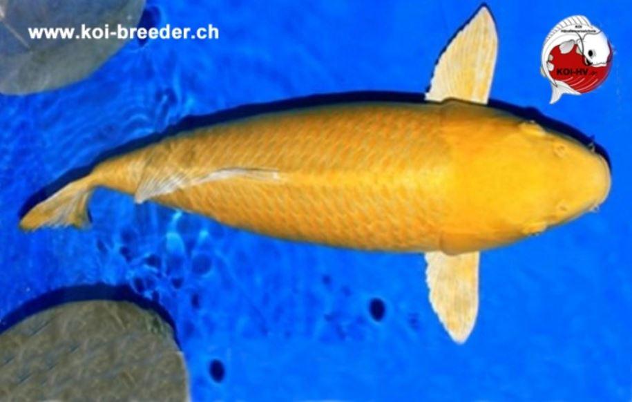 Koi-Karpfen - Yamabuki Ogon - 74cm - 4.530,00 €