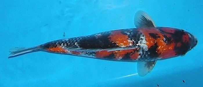 Koi-Karpfen - Ginrin Showa
