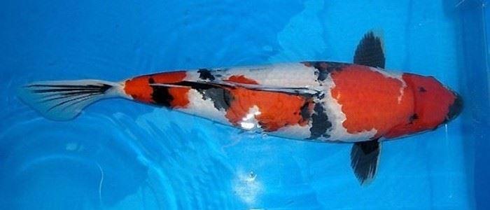 Koi-Karpfen - Showa