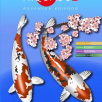 Hiquasso Koi - Daily Compete