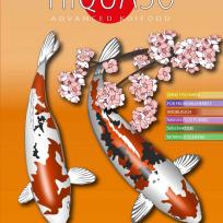 Hiquasso Koi - Moderate Season (Frühling & Herbst)