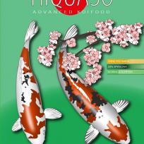 Hiquasso Koi - Spirulia Plus