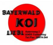 93455 Traitsching - Bayerwald Koi Liebl