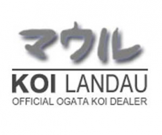 Koi Landau